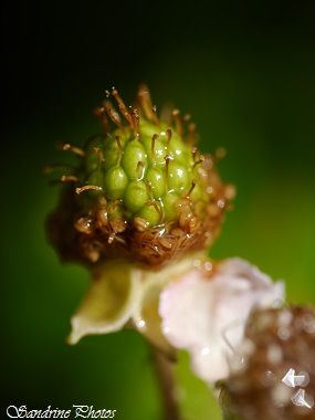 Ronce commune, Rubus fruticosus, Mre sauvage, Jardin, fruits sauvages, baies, wild blackberries, Poitou-Charentes, France (21)