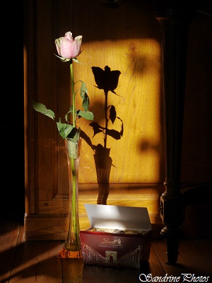 Rose et chocolat offerts par Adrien, médiathèque de Verrières, Poitou-Charentes(3)