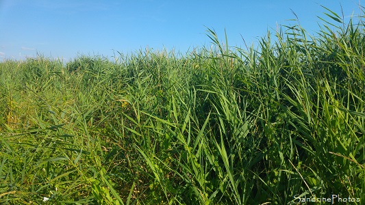 Roseaux, Phragmites australis, Plantes sauvages des Marais de Brière, Rozé (101)