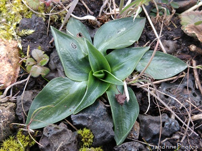 Rosette de Spiranthe spiralis, Spiranthe d`automne, Orchidées sauvages, Wild orchids, Le Verger, Refuge LPO Bouresse 86 Poitou-Charentes