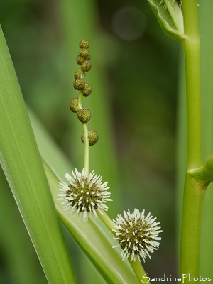 Rubanier dressé, Sparganium erectum, Plante aquatique, le Verger, Bouresse (15)