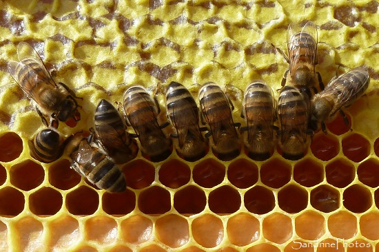 Ruche, Abeilles domestiques remplissant des alvéoles de nectar, miel Visite des ruches 10-09-2021, Apiculture, Bouresse 86