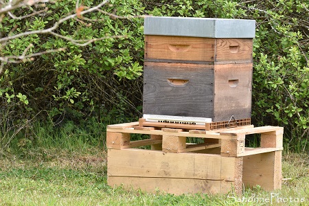 Ruche n1 - Deuxième jour au Verger, Apiculture, Bouresse, Sud Vienne (8)