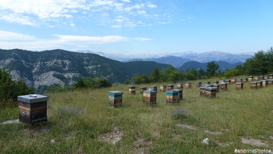 Ruches, abeilles, miel de lavande, de montagne, Col du Buis, Randonnée à Entrevaux 28 juillet 2013 (63)