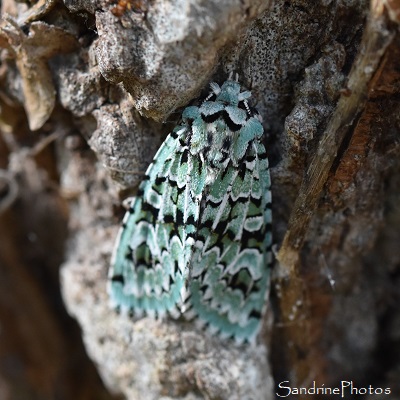 Runique, Griposia aprilina, Papillon de nuit, Noctuidae, La Planchette, Queaux (16)