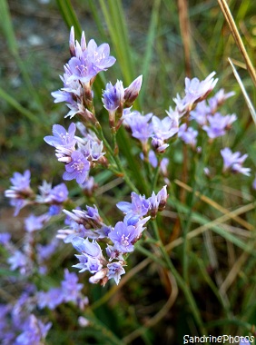 Saladelle Lavande de mer, Limonium vulgare, Fleurs sauvages des côtes bretonnes, Brittany coasts wild flowers, Carnac 22 juillet 2012 Morbihan (119)