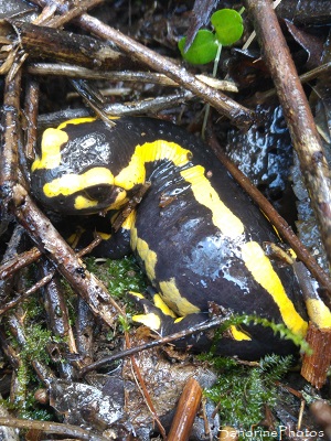 Salamandre tachetée, Salamandra salamandra, Urodèles, Salamandridae, Refuge LPO La Planchette, Queaux (12)