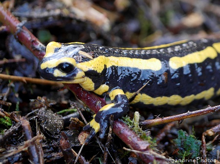 Salamandre tachetée, Salamandra salamandra, Urodèles, Salamandridae, Refuge LPO La Planchette, Queaux (13)