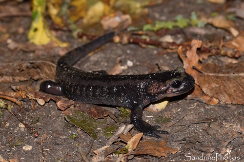 Salamandre tachetée toute noire, Salamandra salamandra, Mélanisme, Papillonnade du 21 octobre 2021 Vienne Nature, Fontaine le Comte (16)