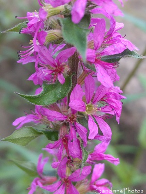 Salicaire, Lythrum salicaria, Fleurs sauvages des marais de Brière, loire-Atlantique (11)