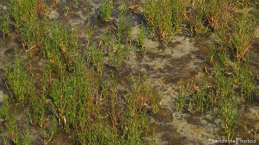 Salicorne d`Europe, Salicornia europaea, Marais salants de Guérande, Pradel, Loire-Atlantique (85)