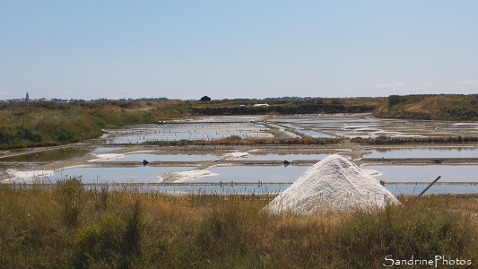 Salines de Pradel, Marais salants de Guérande, Loire-Atlantique (81)