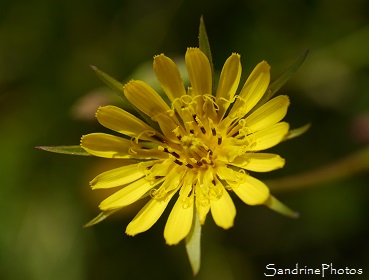 Salsifis des prés, Tragopogon pratensis, Fleurs sauvages jaunes, le Verger, Bouresse, Région Aquitaine-Limousin Poitou-Charentes (13)