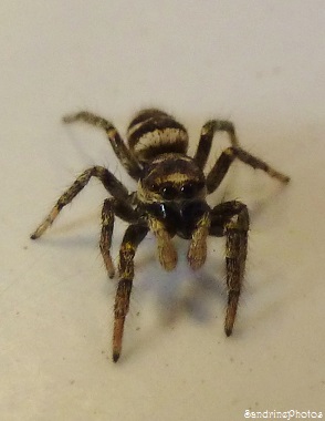 Salticus scenicus, Saltique chevronnée, Salticidae, Araignée jaune et noire, Bouresse, Poitou-Charentes (5)