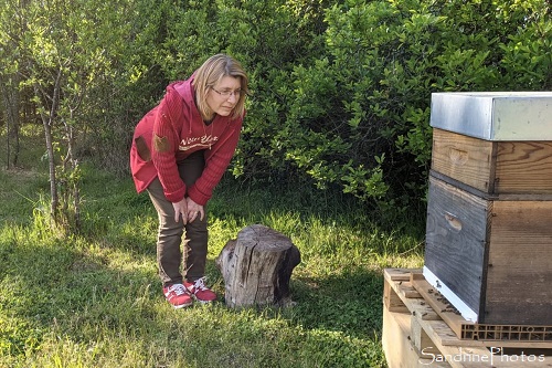 Sandrine Berthault au rucher du Verger, Bouresse, Apiculture, colonie d`abeilles, Ruches