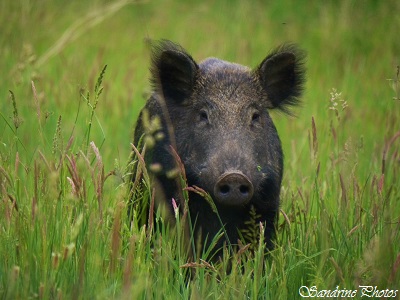 Sanglier femelle, Laie, Wild Boar, Animaux sauvages, faunes, wild beasts, Boutargent, Bouresse, Poitou-Charentes (12)