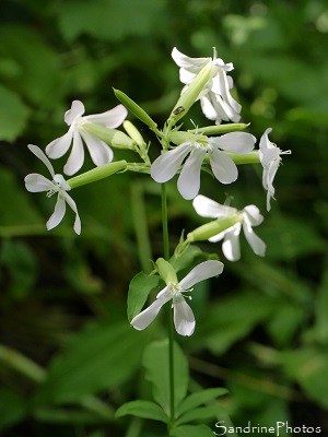 Saponaire officinale, Saponaria officinalis, Fleurs sauvages blanches, la Planchette, Queaux, Sud Vienne (6)