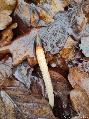 Satyre des chiens, Mutinus caninus, Champignons des bois, Forêt de Gouex, Route de Lussac Les Châteaux (12)