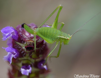 Sauterelle ponctuée - Leptophyes punctatissima, Grasshoppers and Locusts, Insects, Orthoptères du Poitou-Charentes, Bouresse (1)