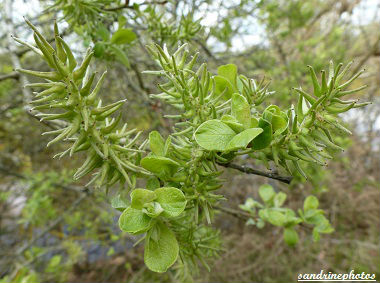 sauline chatons Avril 2012 Arbres et arbustes du Poitou-Charentes