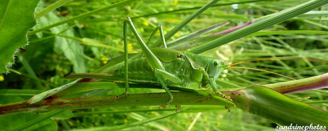 sauterelle Orthoptères Insectes du Poitou-Charentes Bouresse