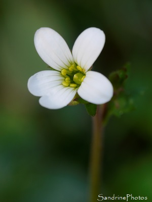 Saxifrage granulée, Saxifraga granulata, Fleurs sauvages de La Planchette, Queaux (45)