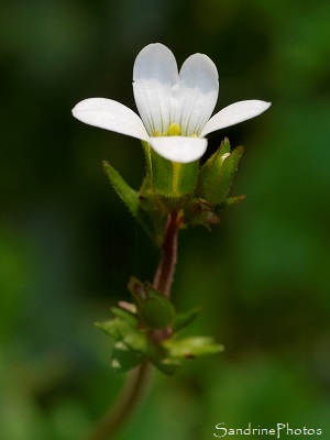 Saxifrage granulée, Saxifraga granulata, Fleurs sauvages de La Planchette, Queaux (47)