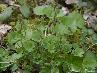 Saxifrage granulée, Saxifraga granulata, Fleurs sauvages de La Planchette, Queaux