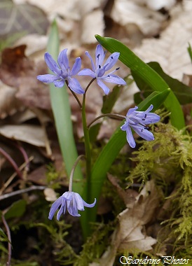 Scille à deux feuilles, Scilla bifolia, Liliacés, Fleurs sauvages bleu clair, blanches ou roses du Poitou-Charentes (51)
