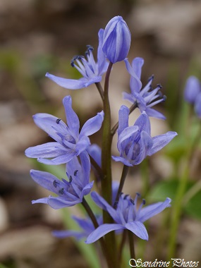 Scille à deux feuilles, Scilla bifolia, Liliacés, Fleurs sauvages bleu clair, blanches ou roses du Poitou-Charentes (52)