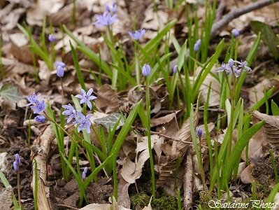 Scille à deux feuilles, Scilla bifolia, Liliacés, Fleurs sauvages bleu clair, blanches ou roses du Poitou-Charentes 86 (1)
