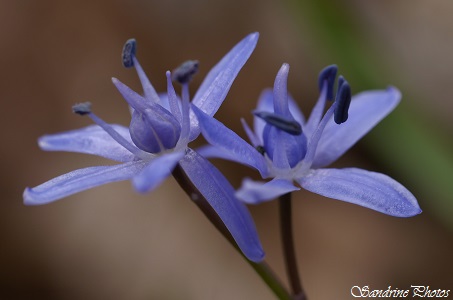 Scille à deux feuilles, Scilla bifolia, Liliacés, Fleurs sauvages bleu clair, blanches ou roses du Poitou-Charentes 86 (2)