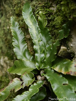 Scolopendre, Langue de cerf, Phyllitis scolopendrium, Fougères, Aspleniaceae, Bouresse, Poitou 86 (20)
