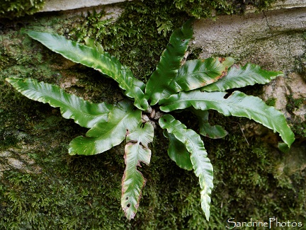 Scolopendre, Langue de cerf, Phyllitis scolopendrium, Fougères, Aspleniaceae, Bouresse, Poitou, 86 (25)