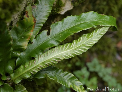 Scolopendre, Langue de cerf, Phyllitis scolopendrium, Fougères, Aspleniaceae, Bouresse, Poitou 86 (7)