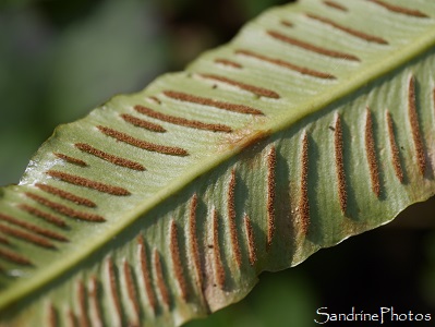 Scolopendre, langue de cerf, Aspleniaceae, Fougères, Queaux - Sous Roches, Poitou 86