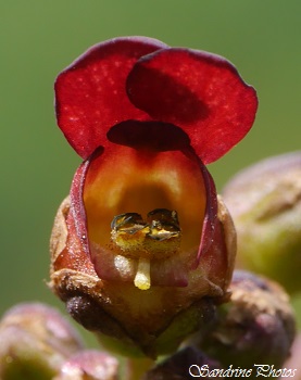 Scrofulaire aquatique, Scrophularia auriculata, Fleurs aquatiques à deux pétales fushia, ressemblant à deux oreilles rondes, round waterflower with two petals like ears, Wild flowers of Poitou-Charent