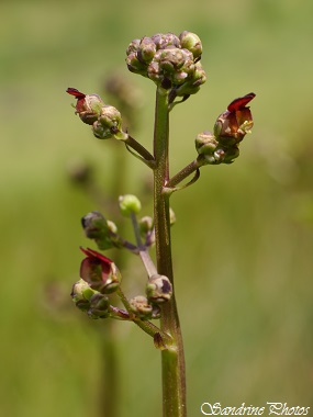 Scrofulaire aquatique, Scrophularia auriculata, Fleurs aquatiques à deux pétales fushia, ressemblant à deux oreilles rondes, round waterflower with two petals like ears, Wild flowers of Poitou-Charent