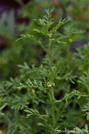 Sénebière didyme, Lepidium didymum, Senebiera pinnatifida, Brassicaceae, Fleurs sauvages de La Planchette, Queaux 86(11)