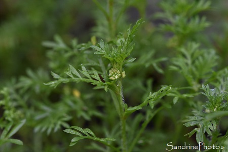 Sénebière didyme, Lepidium didymum, Senebiera pinnatifida, Brassicaceae, Fleurs sauvages de La Planchette, Queaux 86(12)