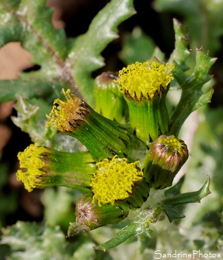 Séneçon commun, Senecio vulgaris, Fleurs sauvages jaunes, jardin, le Verger, Bouresse, Sud-Vienne, biodiversité en région Nouvelle-Aquitaine (2)