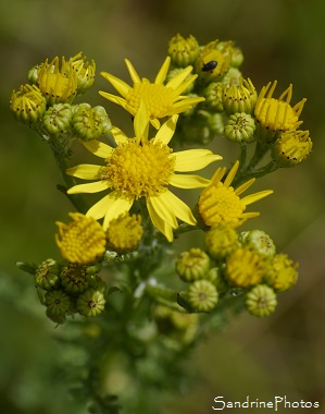 Séneçon jacobée, Senecio jacobaea, Fleurs sauvages jaunes, Yellow wild flowers, Jardin, Le Verger, Bouresse 86, Biodiversité en région Nouvelle Aquitaine (9)