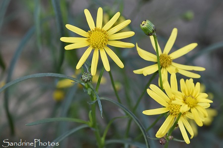 Seneçon sud-africain, Senecio inaequidens, Grange, fleurs sauvages jaunes, Bouresse, Biodiversité du Sud Vienne 86 (1)