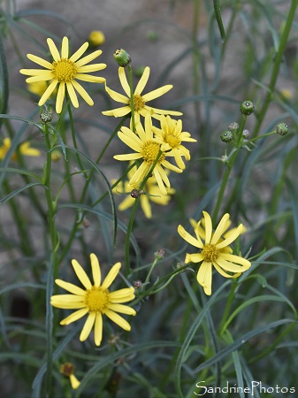 Seneçon sud-africain, Senecio inaequidens, Grange, fleurs sauvages jaunes, Bouresse, Biodiversité du Sud Vienne 86 (2)