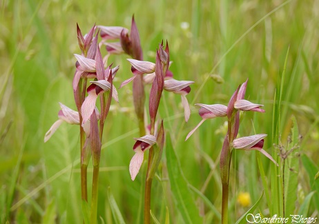 Serapias lingua, Sérapias en langue, Orchidées sauvages du Poitou-Charentes, Wild Orchids of France, SandrinePhotos