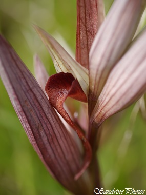 Serapias vomeracea, Sérapias à long labelle, orchidées sauvages du Poitou-Charentes, wild orchids, Saint Secondin, Prairie fleurie (60)