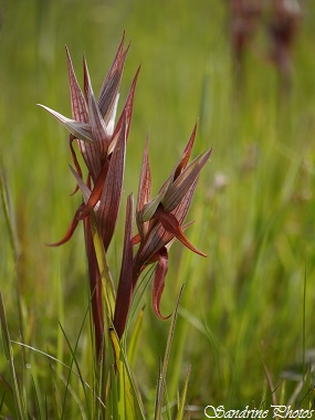 Serapias vomeracea, Sérapias à long labelle, orchidées sauvages du Poitou-Charentes, wild orchids, Saint Secondin, Prairie fleurie (61)