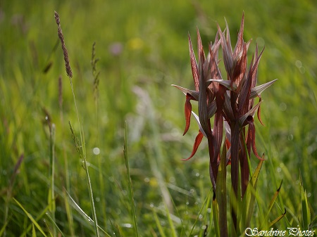 Serapias vomeracea, Sérapias à long labelle, orchidées sauvages du Poitou-Charentes, wild orchids, Saint Secondin, Prairie fleurie 86 (59)