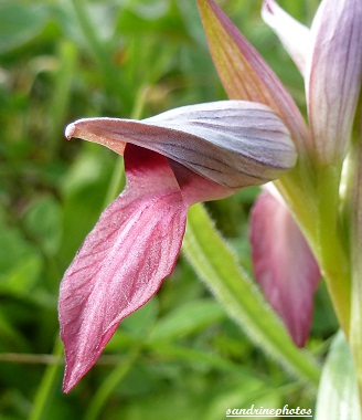 sérapias langue Sérapias lingua Orchidées sauvages du Poitou-Charentes Bouresse 