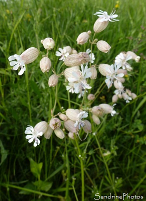 Silène enflé, Silene vulgaris, fleurs sauvages blanches, Wild white flowers, Bouresse, le Verger, Biodiversité en Nouvelle Aquitaine, Sud-Vienne 86